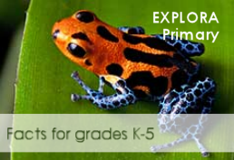 image of orange frog - "Explora primary - facts for grades k-5"
