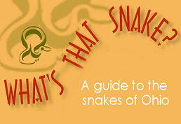 image of snake - a guide to snakes in ohio